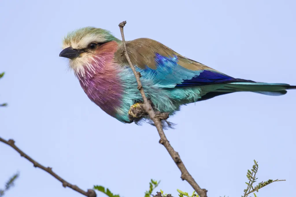 Lilac-breasted Roller 24