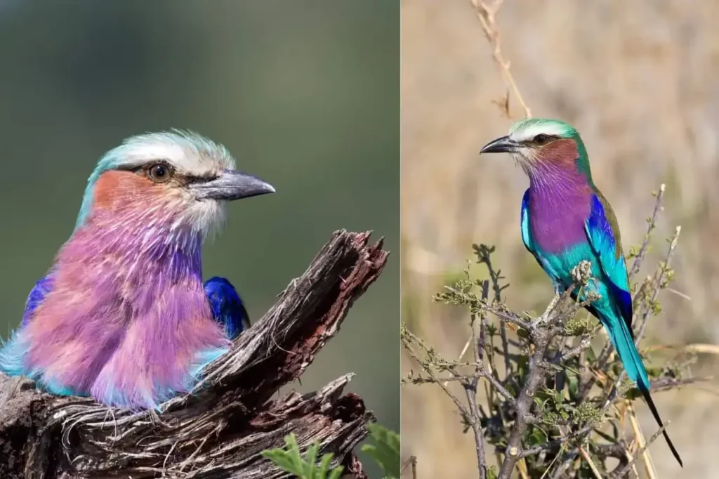 Lilac-breasted Roller 26