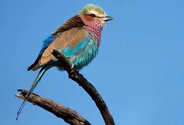 Lilac-breasted Roller 3