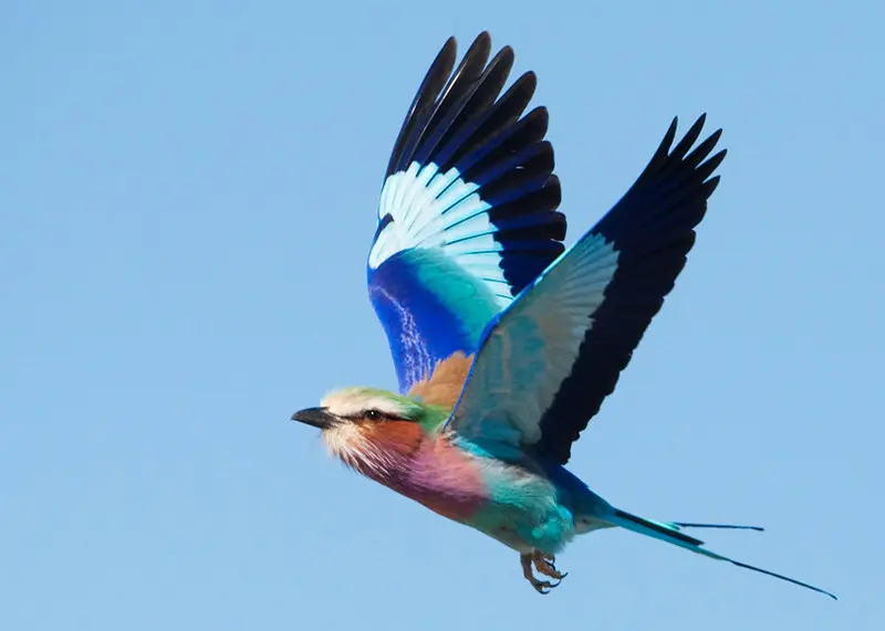 Lilac-breasted Roller 4