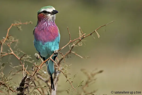 Lilac-breasted Roller 5