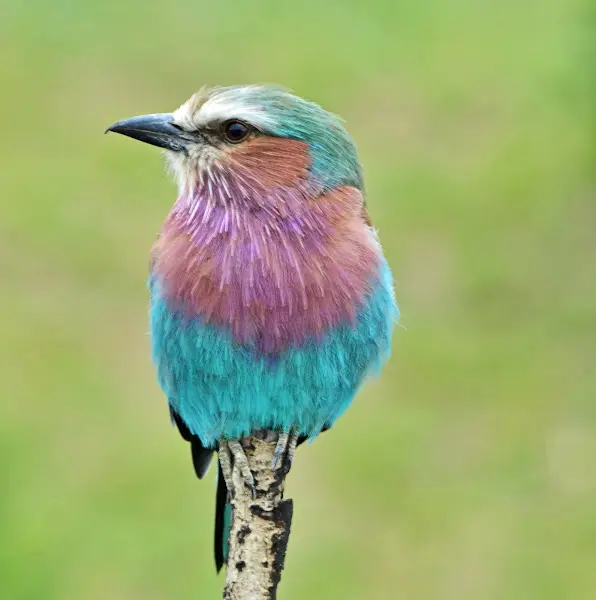 Lilac-breasted Roller 7