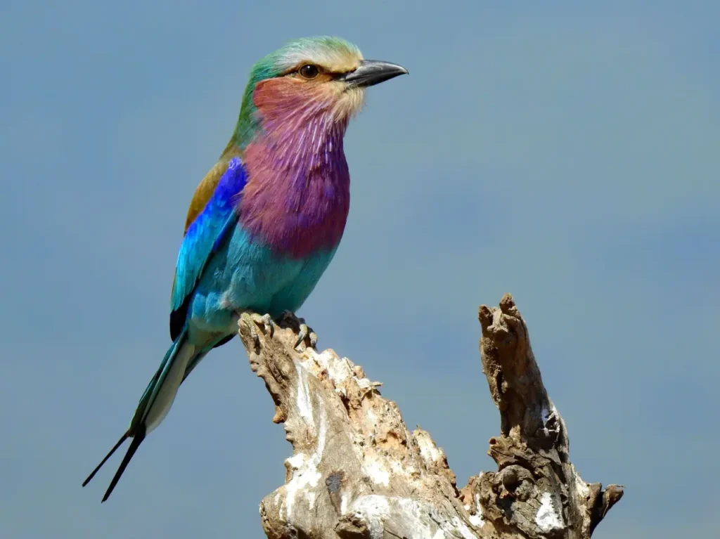 Lilac-breasted Roller 9