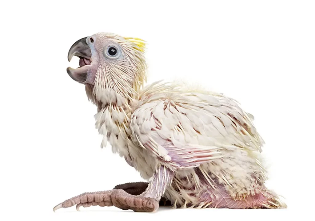list-of-the-ugliest-bird-species-in-the-world-1
