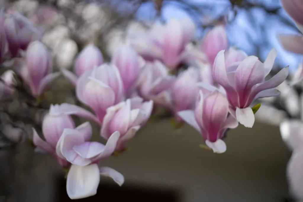 Magnolias (13)