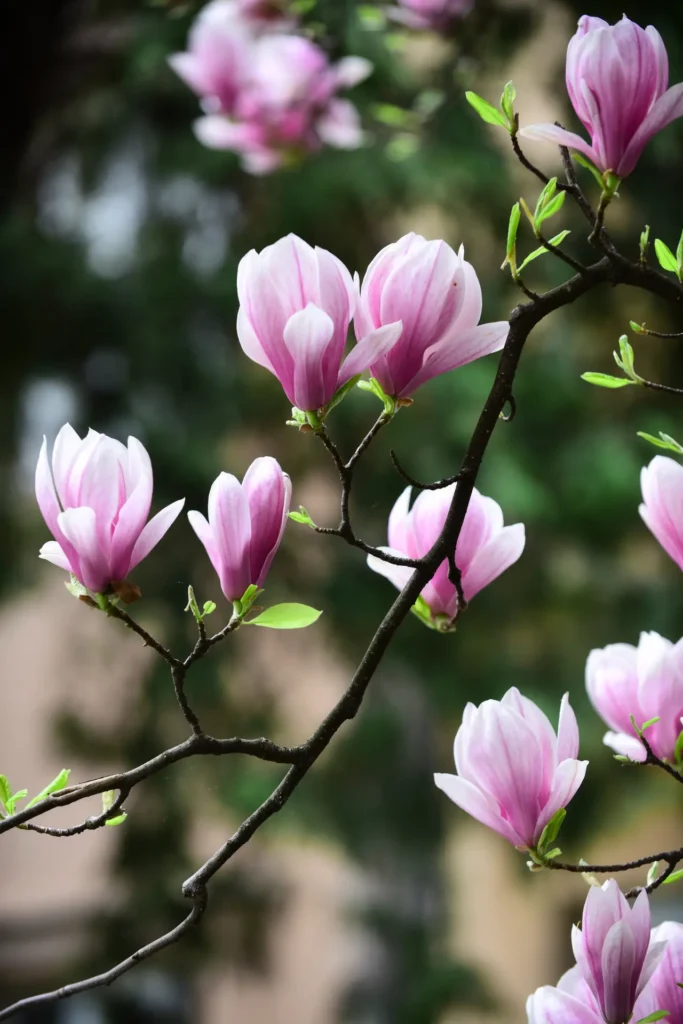 Magnolias (18)