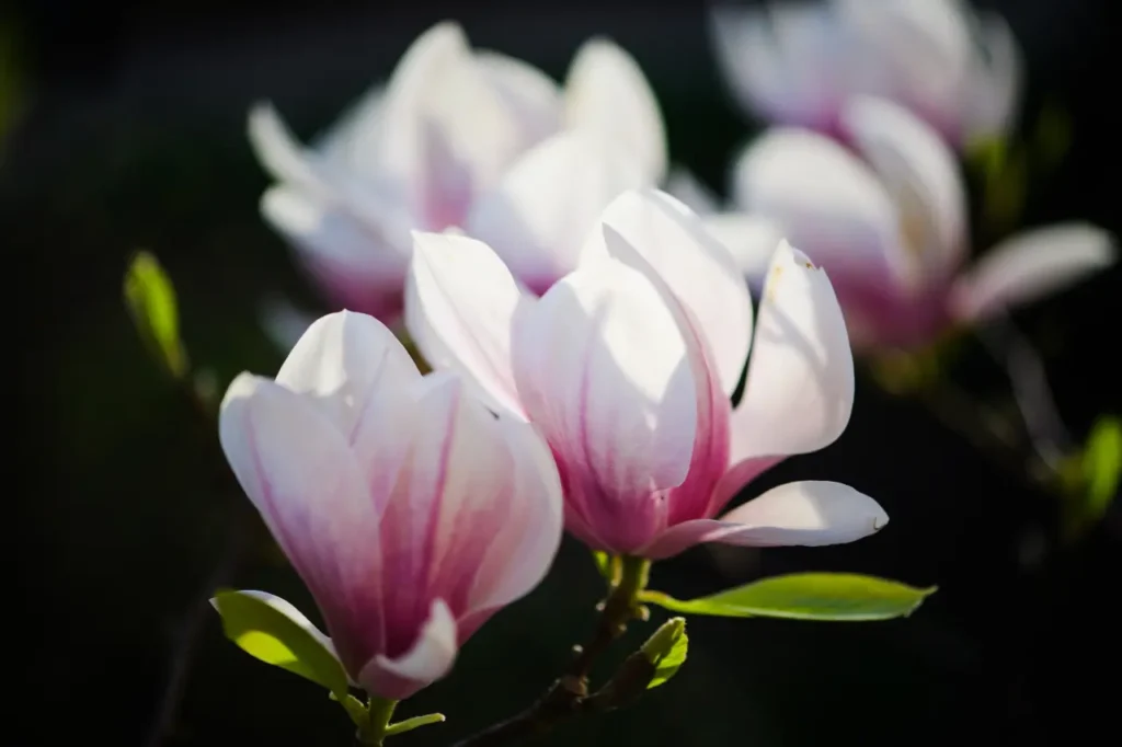 Magnolias (2)