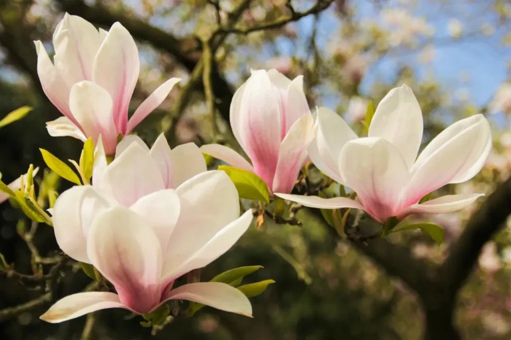 Magnolias (8)
