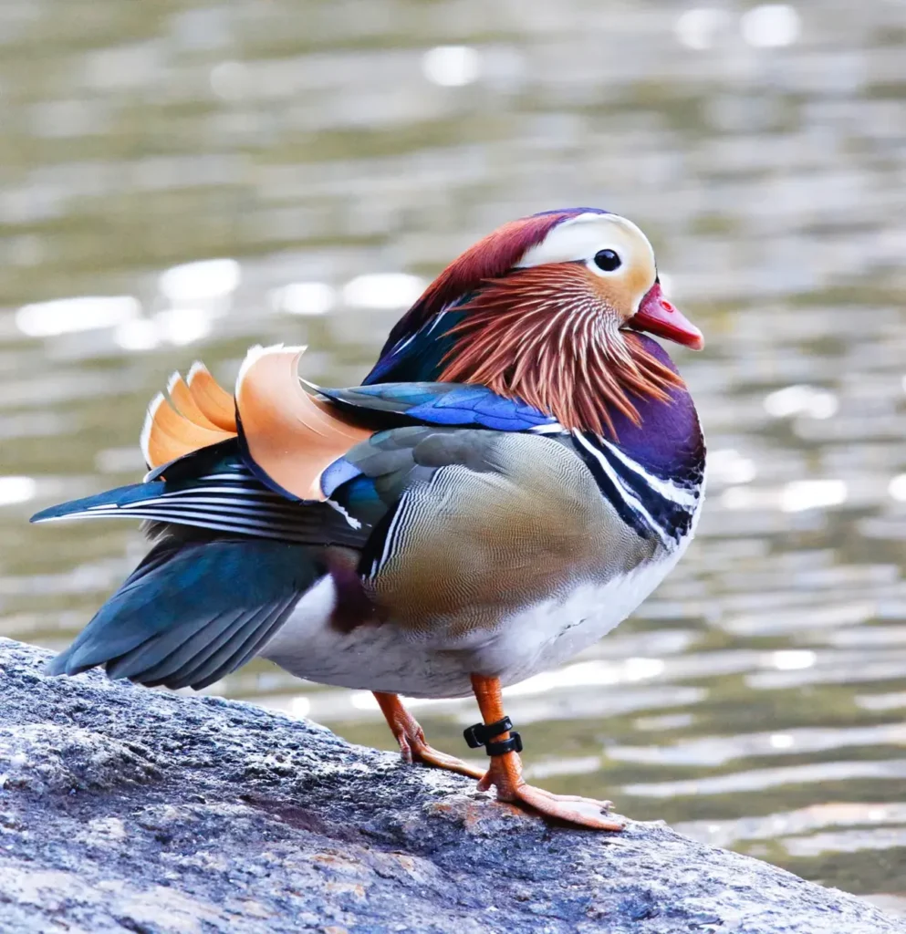 Mandarin Duck 30