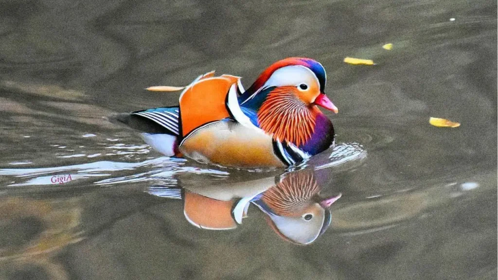 Mandarin Duck 36