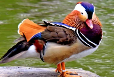 Mandarin Duck 38