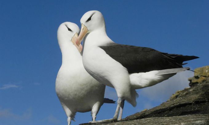 Many Albatross Pairs 'divorce'