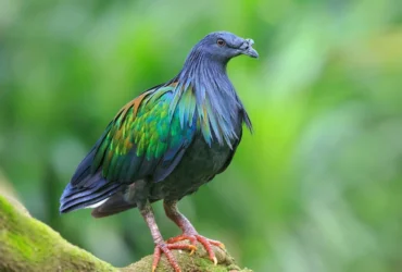 Nicobar Pigeon 14