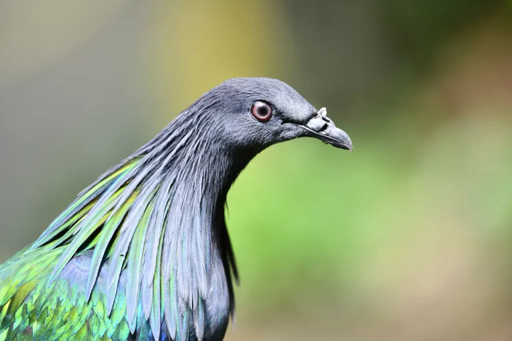 Nicobar Pigeon 9
