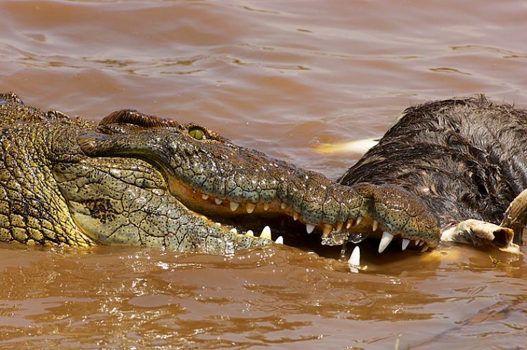 Nile crocodile 3