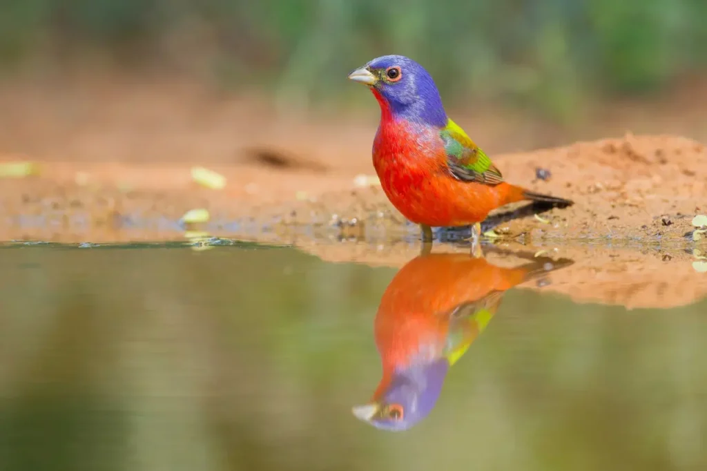 Painted Bunting (12)