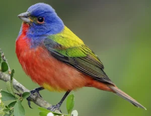 Painted Bunting (15)