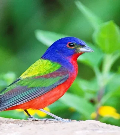 Painted Bunting (17)