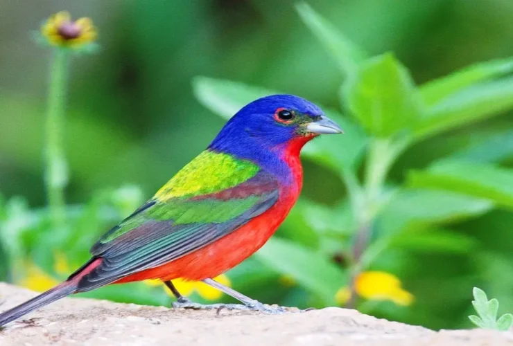 Painted Bunting (17)