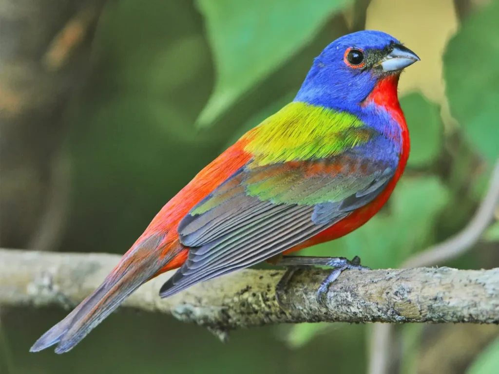 Painted Bunting (2)
