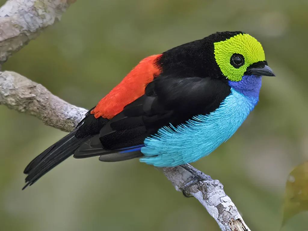 Paradise Tanager 1