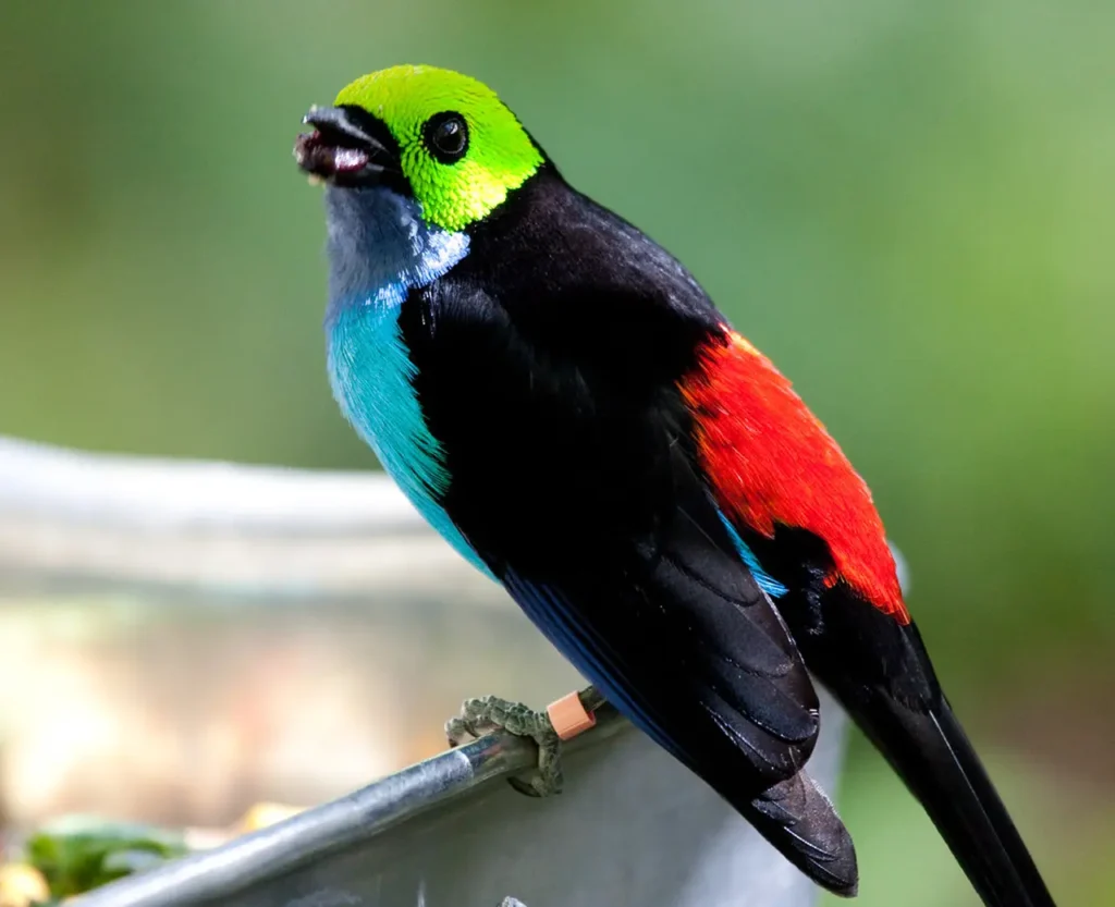 Paradise Tanager 11