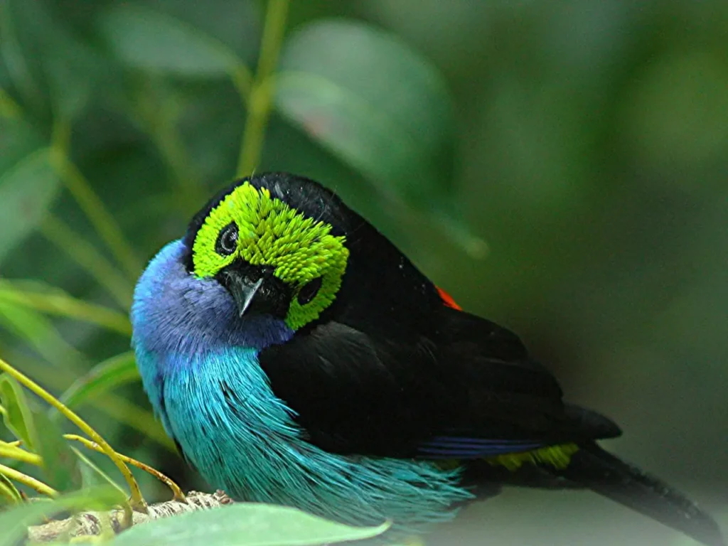 Paradise Tanager 12