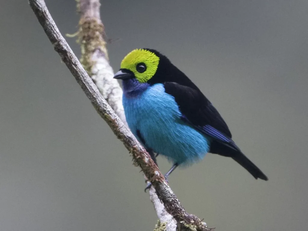 Paradise Tanager 2
