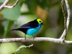 Paradise Tanager 3