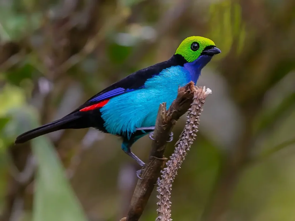 Paradise Tanager 4