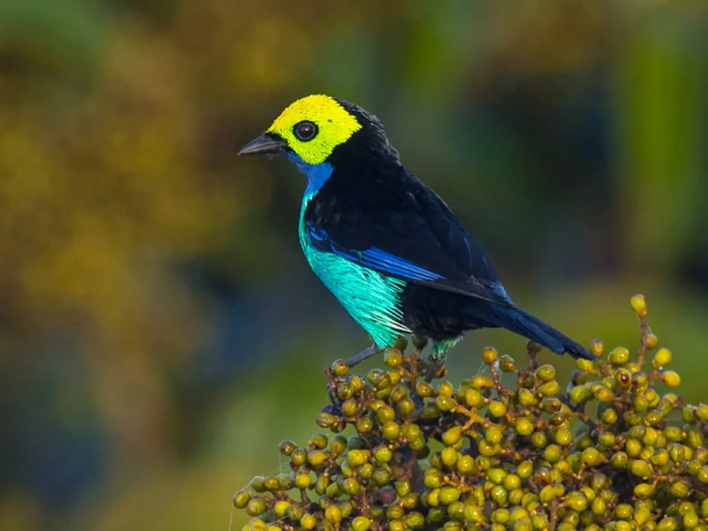 Paradise Tanager 5