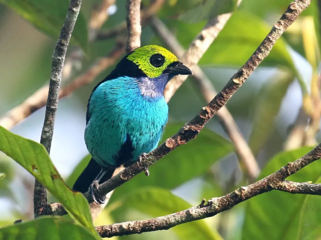 Paradise Tanager 7