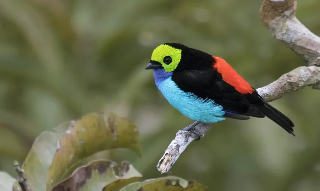 Paradise Tanager 9