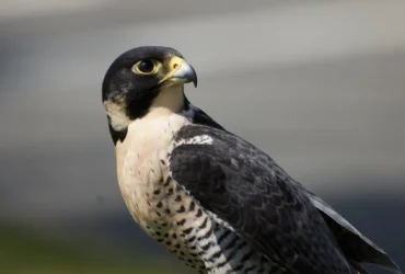 Peregrine Falcon 17