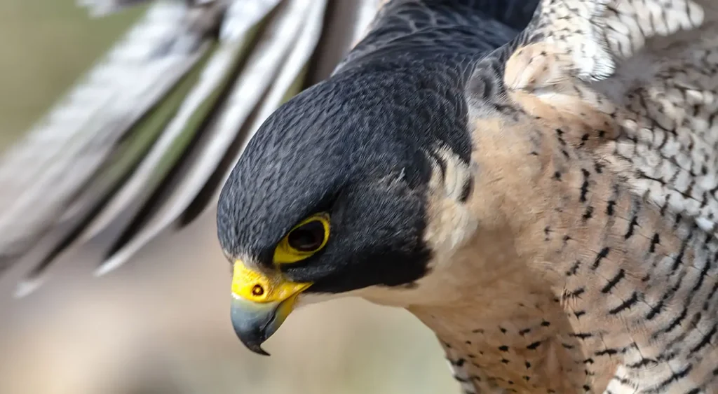 Peregrine Falcon 19