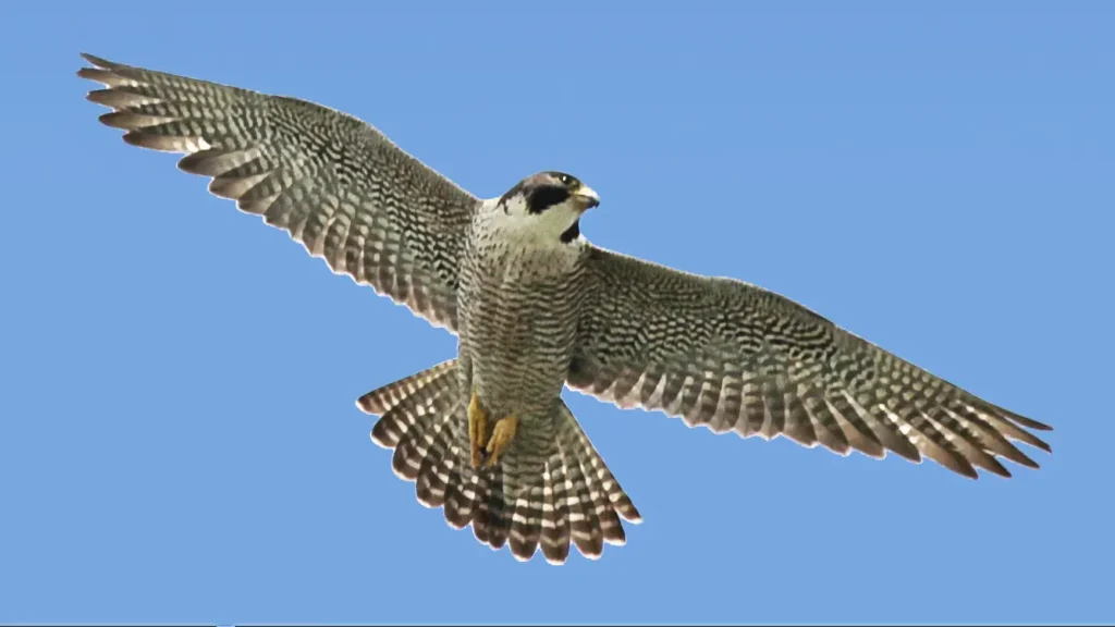 Peregrine Falcon 20