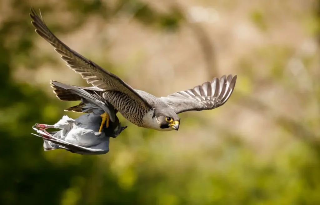 Peregrine Falcon 21
