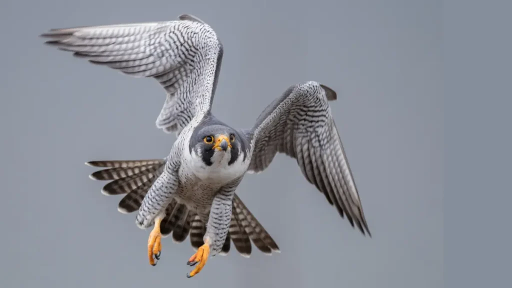 Peregrine Falcon 22