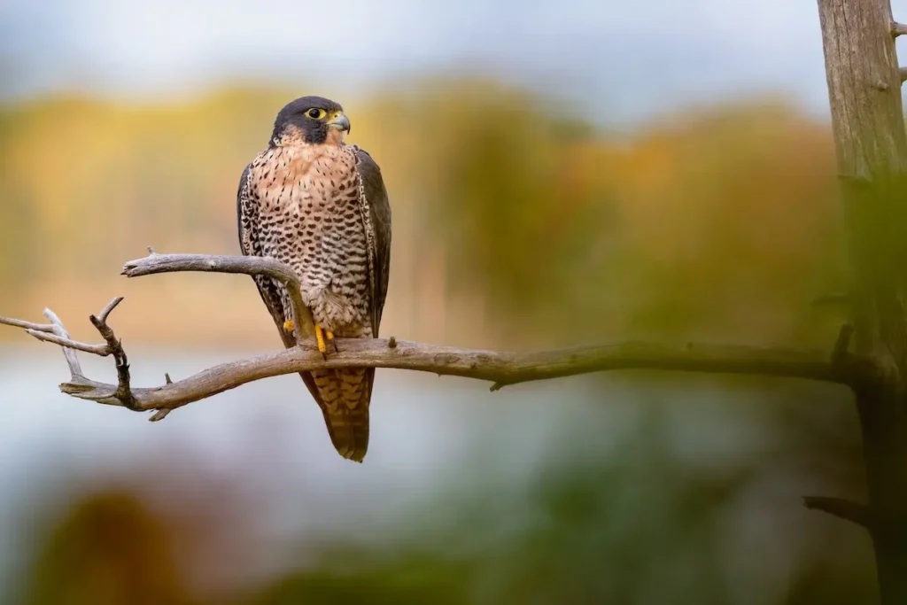 Peregrine Falcon 24