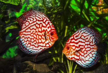 Pigeon Blood Discus 9