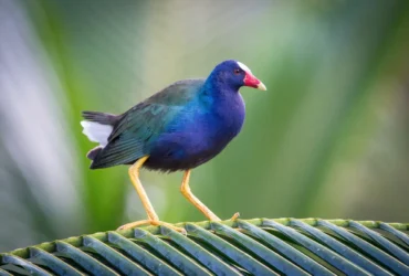 Purple Gallinule 6