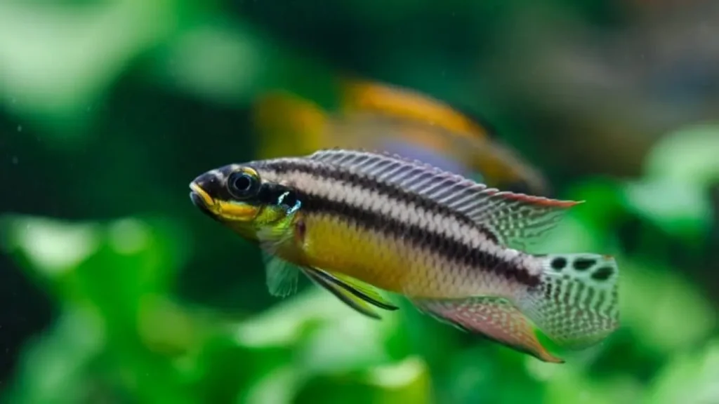 Rainbow-fish-kribensis-10