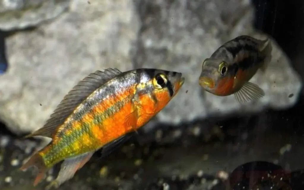 Rainbow-fish-kribensis-12