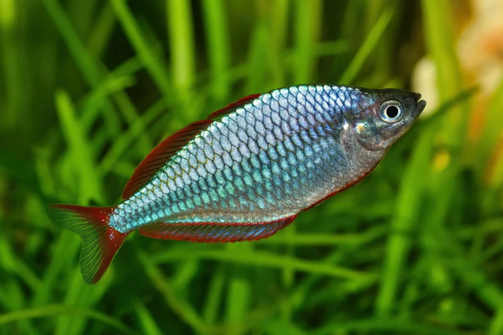 Rainbow-fish-kribensis-13