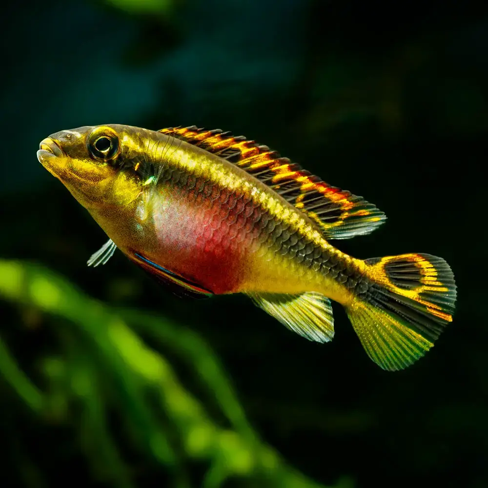 Rainbow-fish-kribensis-14