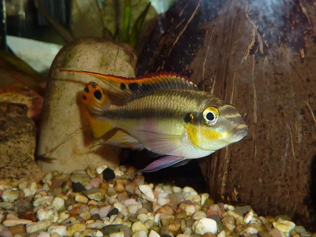 Rainbow-fish-kribensis-15