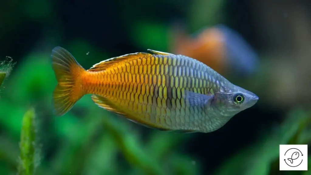 Rainbow-fish-kribensis-16