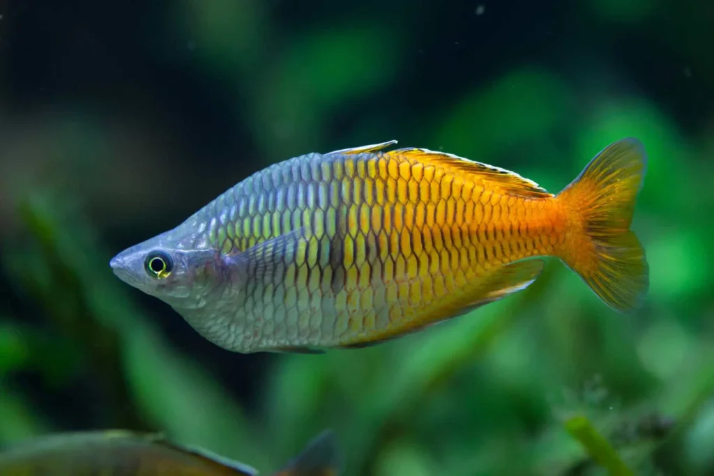 Rainbow-fish-kribensis-17