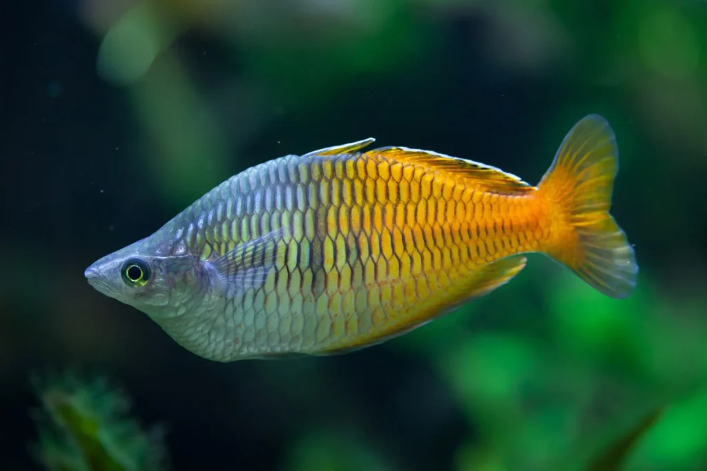 Rainbow-fish-kribensis-18