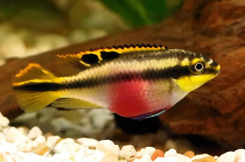 Rainbow-fish-kribensis-19